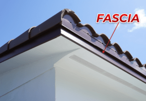 Fascia